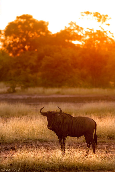 Blue Wildebeest